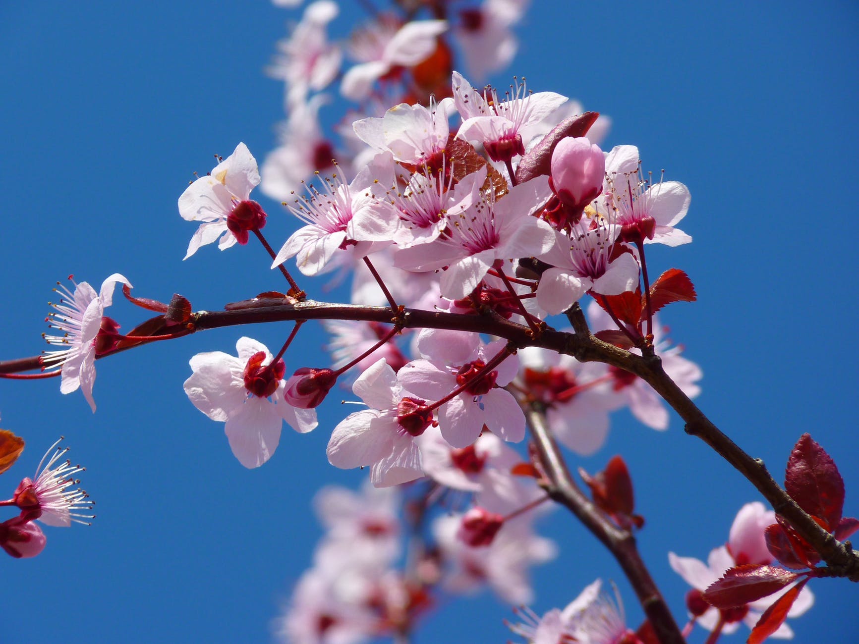 almond-blossom-cherry-blossom-japanese-cherry-trees-blossom-87420.jpeg